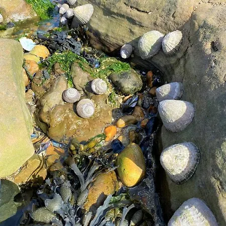 Petite Opale Casa vacanze