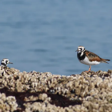 Casa vacanze Petite Opale