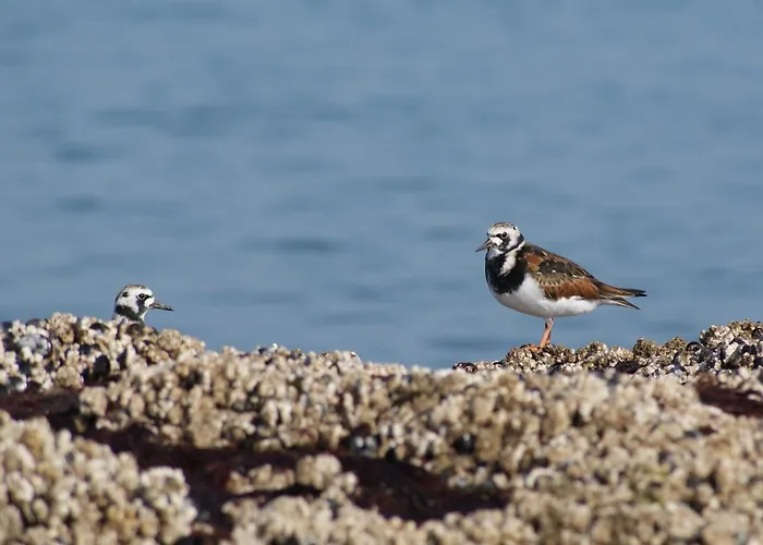 Vakantiehuis Petite Opale